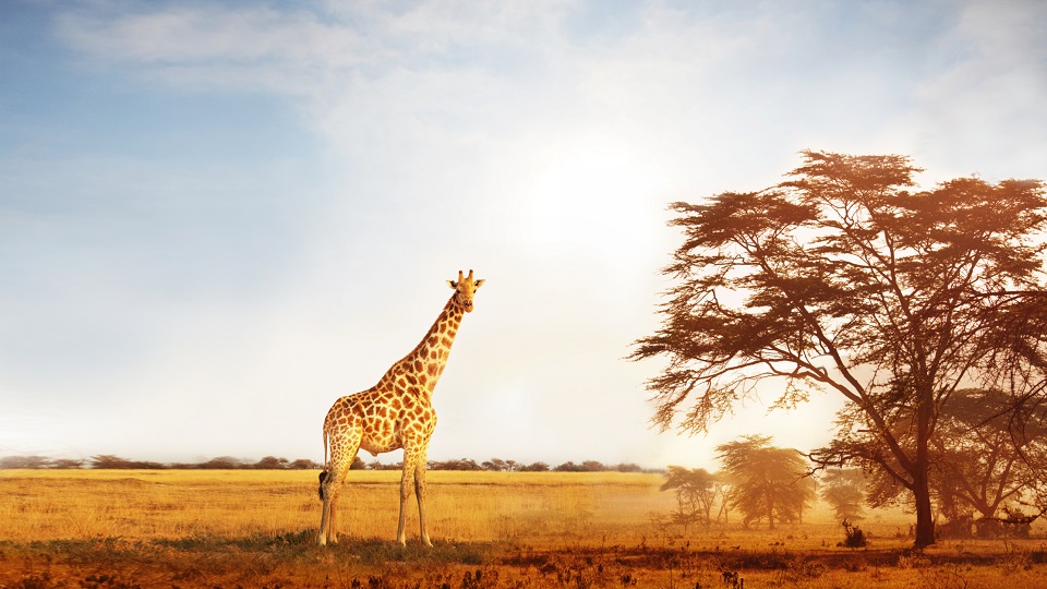 safari telecom vacancy